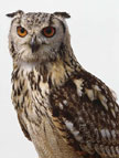 Owl Bengal