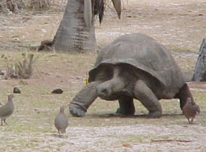 A Walking Tortoise